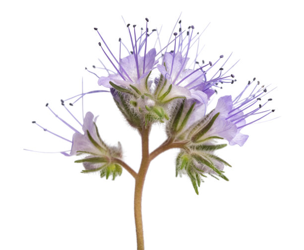 艾菊