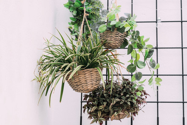 室内植物