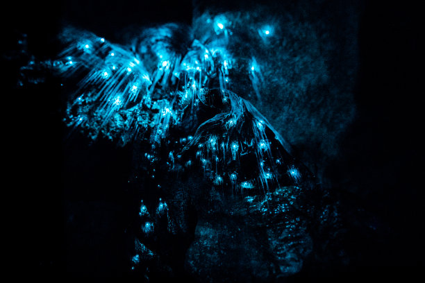 Waitomo Caves