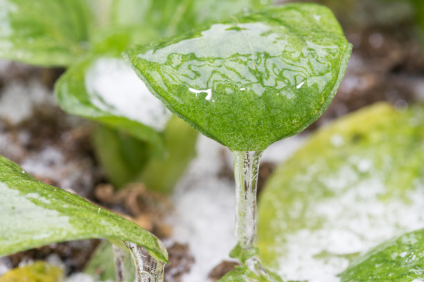 白菜田与冻雨