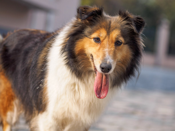 喜乐蒂牧羊犬