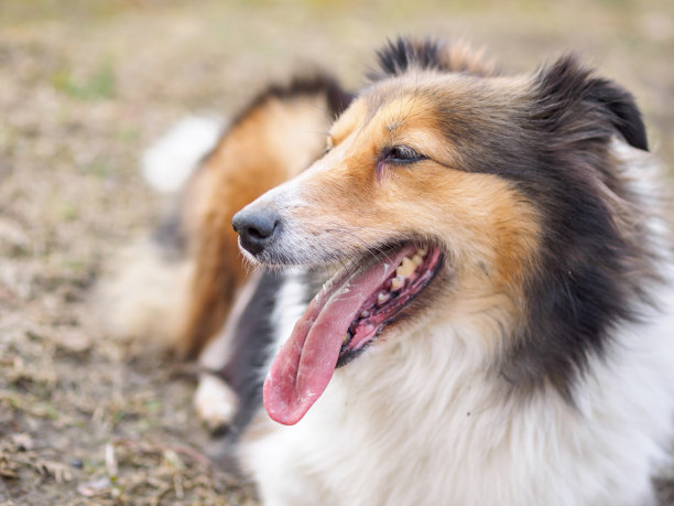 喜乐蒂牧羊犬