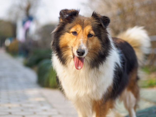 喜乐蒂牧羊犬