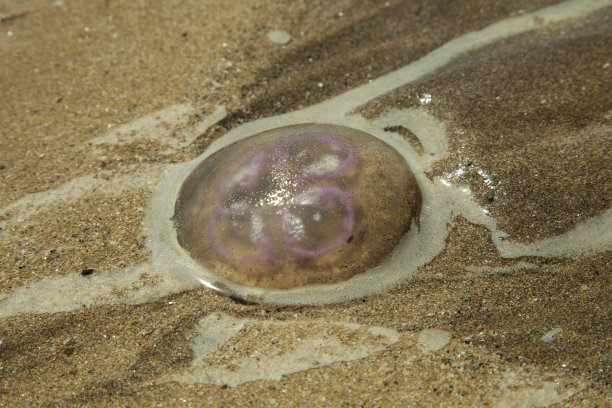 海滩