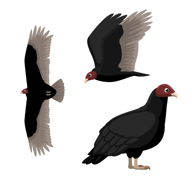 土耳其秃鹫卡通姿态矢量插图