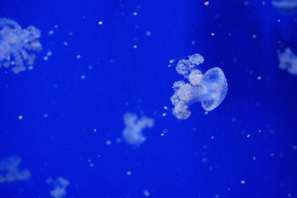 白斑水母
