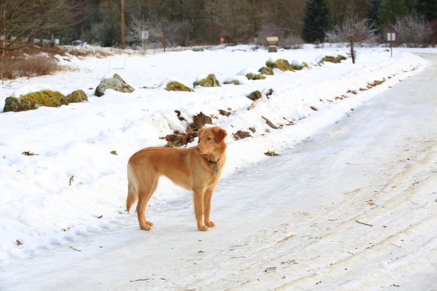 狗站在雪路上