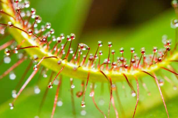 茅膏菜