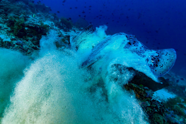 Indopacific Ocean
