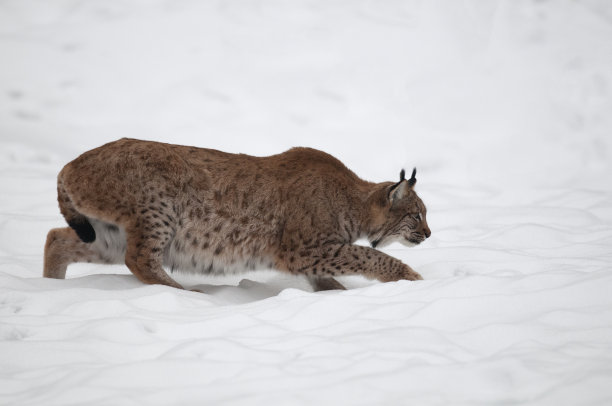 欧亚山猫