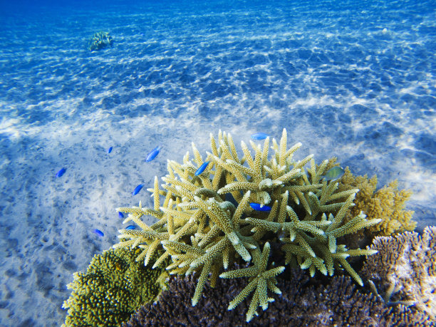 热带海岸景观水下照片。珊瑚礁动物。海洋自然。