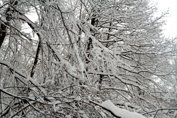 冬天的风景。美丽的冬天森林。城市公园下大雪。树枝和树干被雪覆盖着。