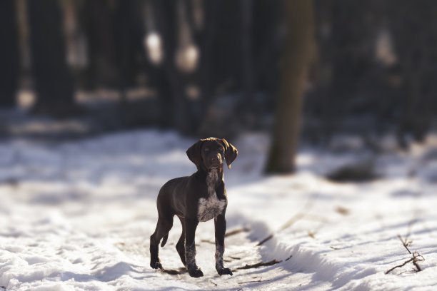 德国短毛犬