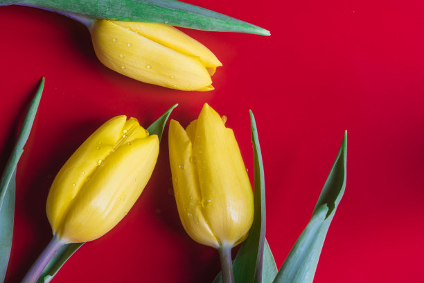 三株黄色郁金香,在红色的背景下有水滴