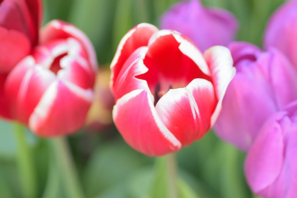 在花园里彩色的春季郁金香花的宏观背景