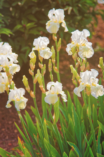 英国厨房花园的白鸢尾