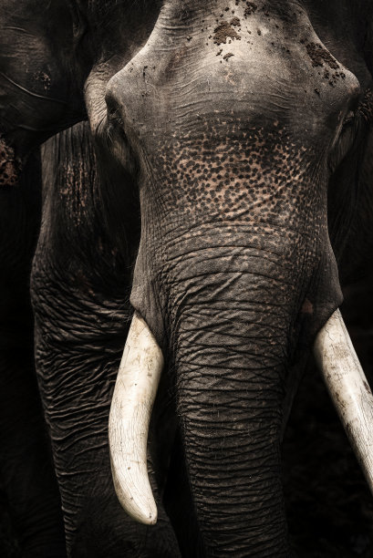 亚洲象头白色象牙，象牙孤立在黑色背景上