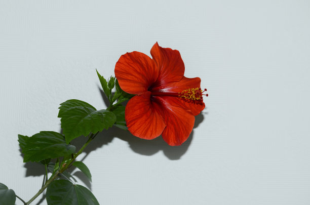 雌蕊