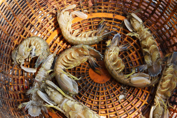 河豚鱼和螳螂虾
