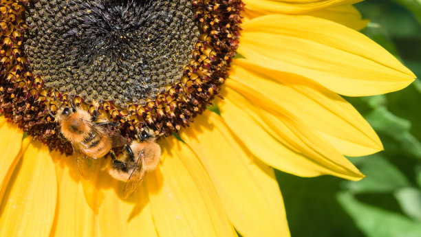 两只蜜蜂从向日葵的花朵上采集花蜜。