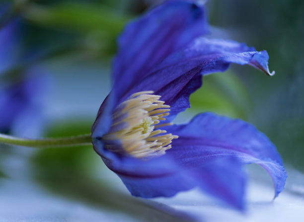 雌蕊