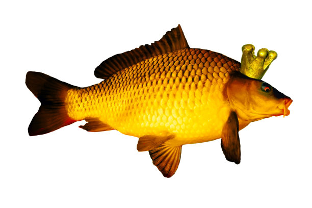 金冠上的鲤鱼金鱼概念