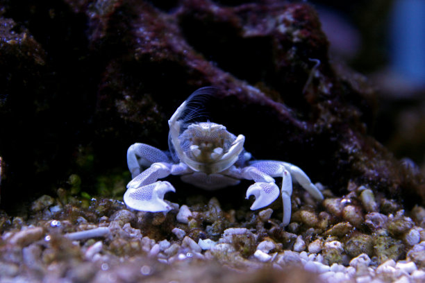 海葵蟹