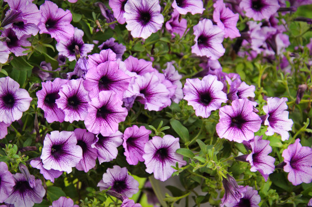 矮牵牛花