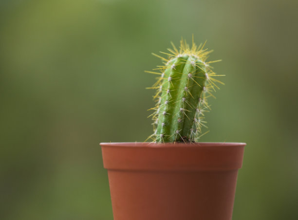 仙人掌植物的特写