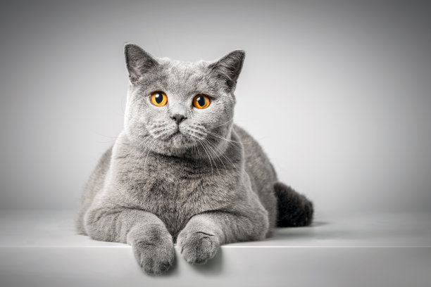 短毛猫