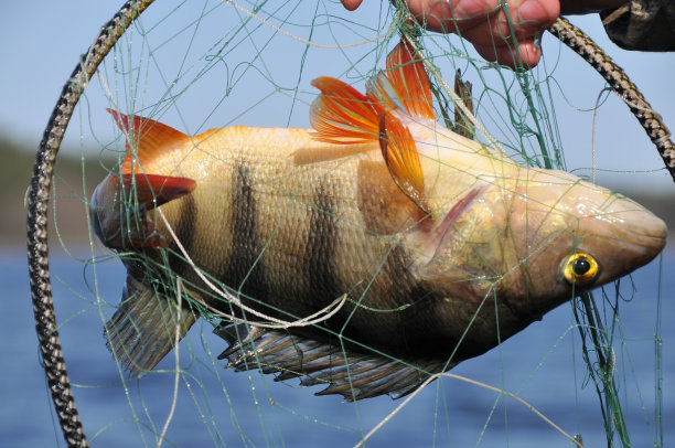 鲈鱼被网缠住了