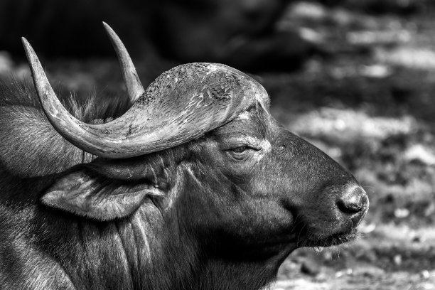 非洲水牛的黑白图像