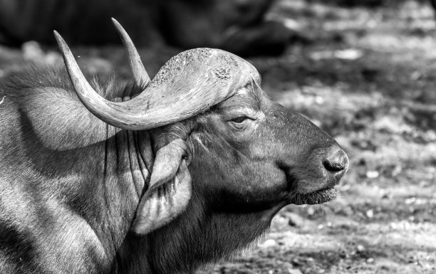 非洲水牛的黑白图像