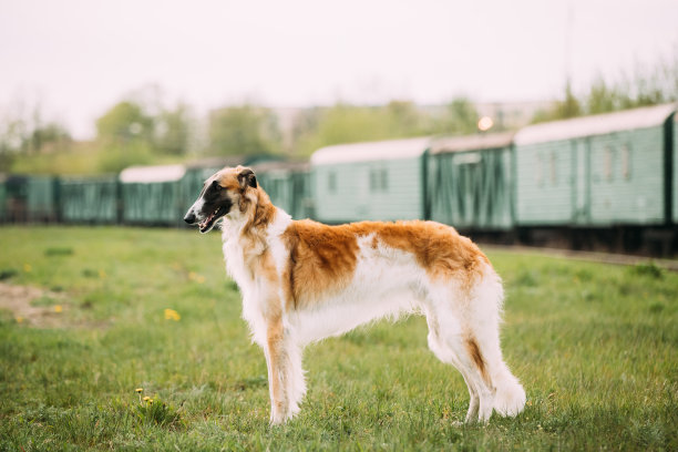 灰猎犬