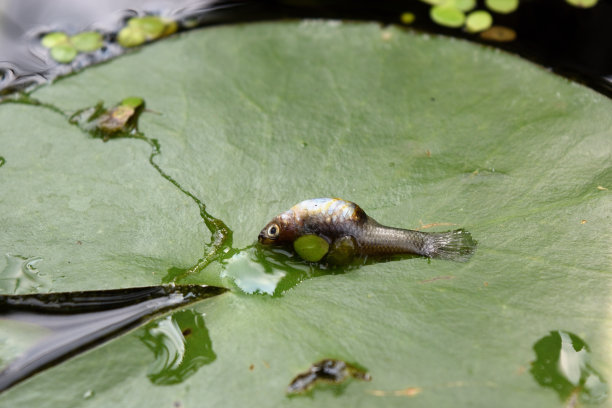 荷叶上的死鱼