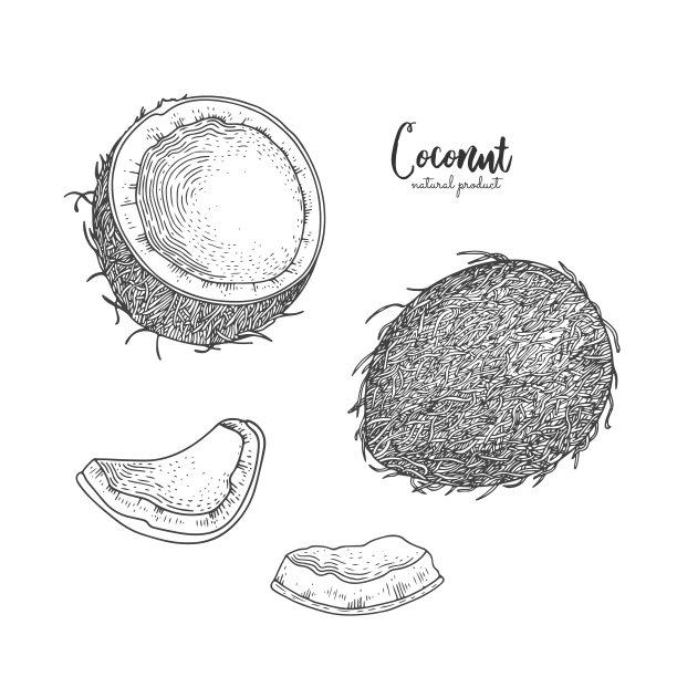 手绘插图的椰子孤立在白色的背景。雕刻艺术。热带素食对象。用于餐厅，菜单，包装茶，有机化妆品，天然药物，贺卡