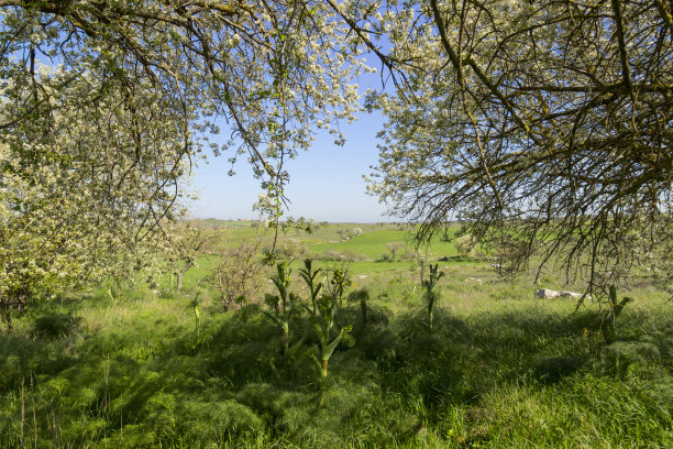 春天:山地景观宽花树。阿尔塔穆吉亚国家公园:意大利阿普利亚。