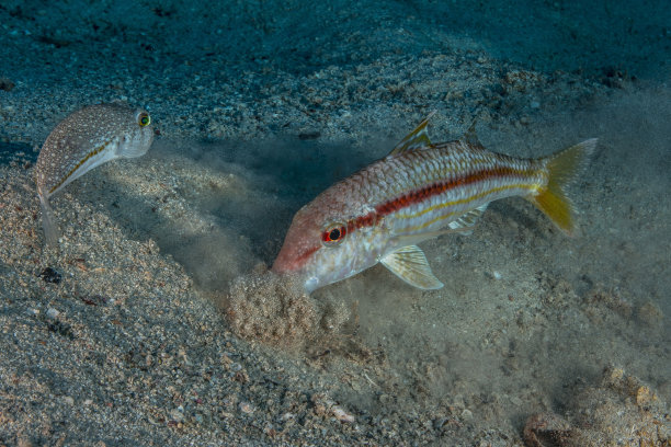 刺河豚