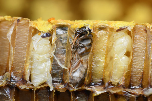 昆虫群