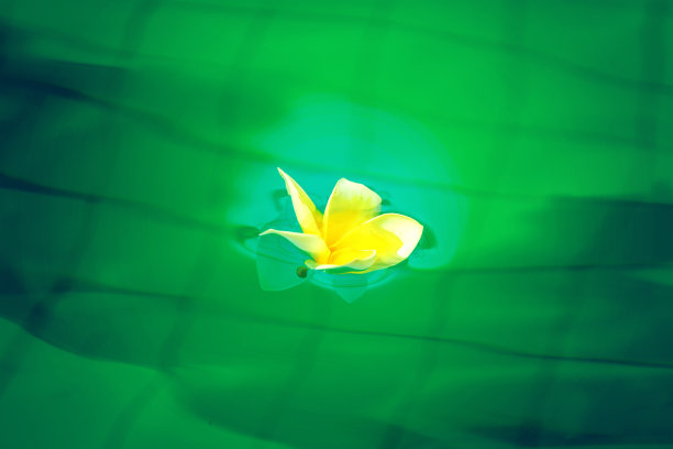 赤素馨花