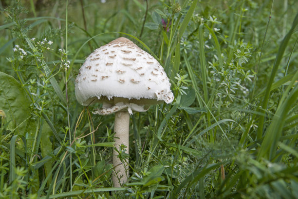 雨伞菇