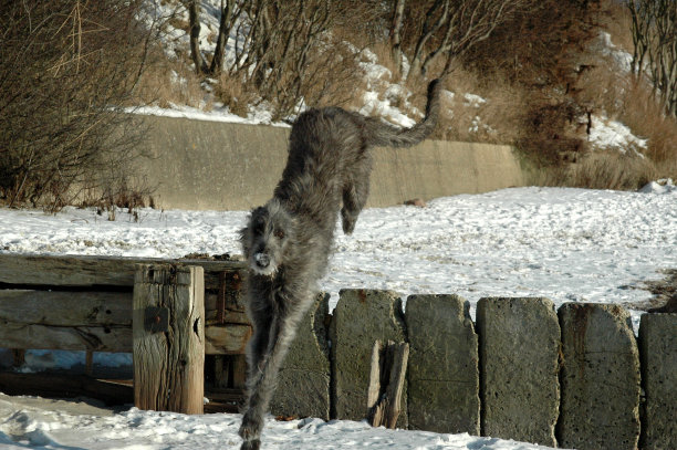 视猎犬