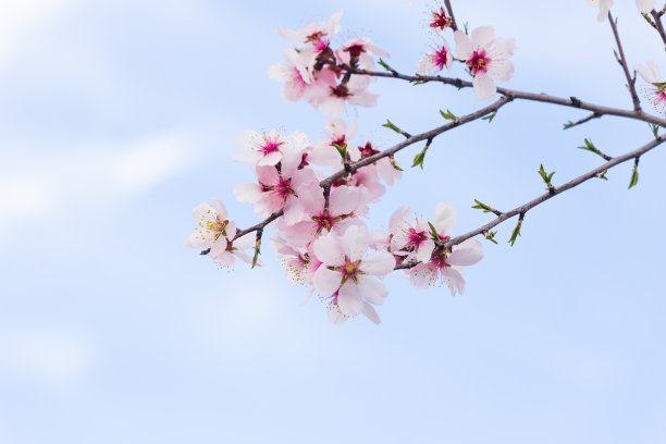 杏花枝天枝云背景