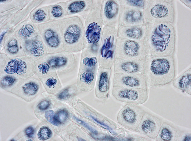 显微镜下的细胞核图片图片