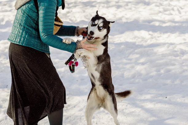 雪橇犬