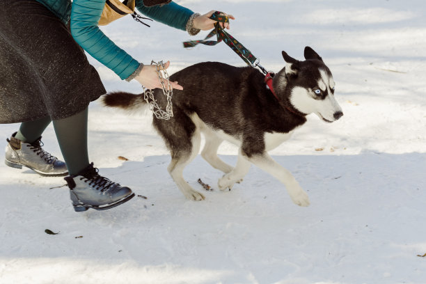雪橇犬