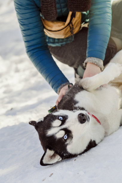 雪橇犬