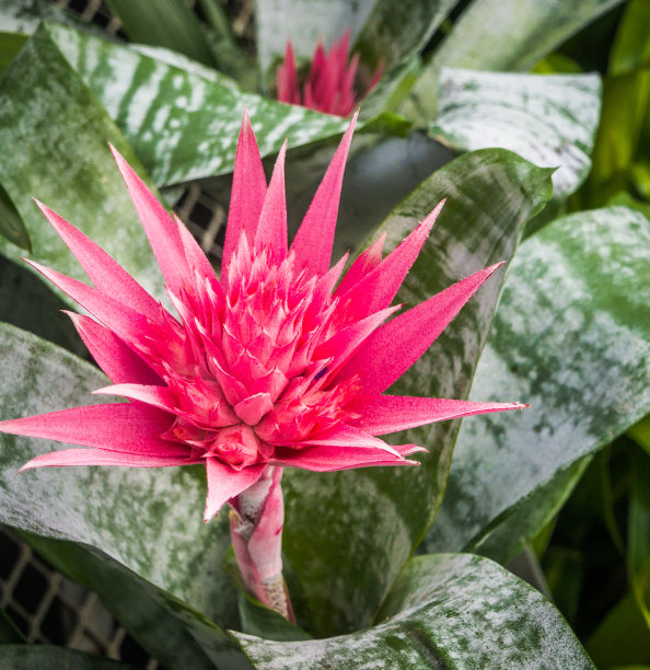鲜花盛开