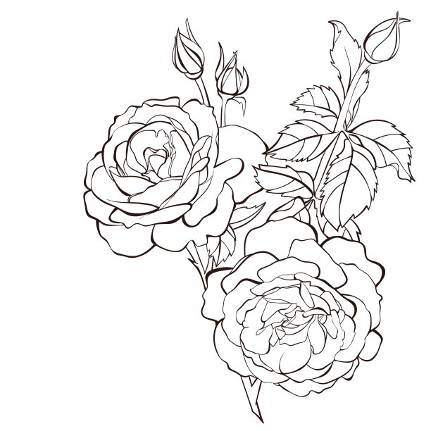 向量玫瑰花孤立在白色背景.为设计元素.手绘等高线和笔画.