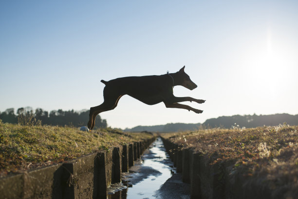杜宾犬